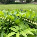 Polygonatum × hybridum Costuma