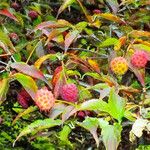 Cornus capitata Fruit