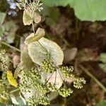 Smyrnium perfoliatum Flower