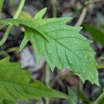 Lycopus americanus Leaf