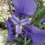 Iris lutescens Blomma