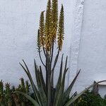 Aloe vera Kwiat