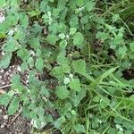 Chenopodium opulifolium Leaf