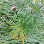 Aconitum anthora Blad