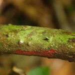 Macaranga angolensis Casca