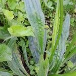 Plantago lanceolata পাতা