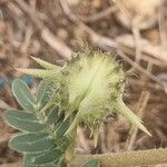 Tribulus terrestris फल