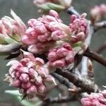 Viburnum × bodnantense Žiedas