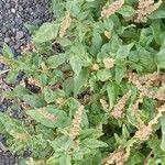 Amaranthus deflexus موطن