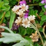 Antennaria dioicaBlüte