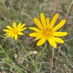 Tragopogon orientalis Flower