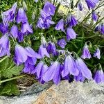 Campanula serrata Habit