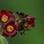 Jatropha gossypiifolia Çiçek