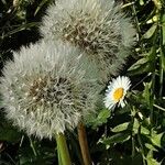 Taraxacum campylodes Fruit