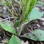 Hieracium scabrum Bark