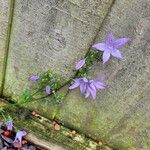 Campanula poscharskyanaപുഷ്പം