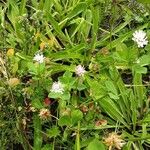 Trifolium resupinatum Habit