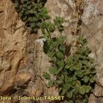 Chaenorhinum villosum Кора