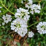 Iberis semperflorens Çiçek