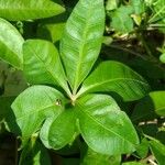 Ipomoea cairica ഇല