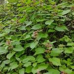 Lamium orvalaFlower