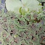 Azolla pinnata Levél