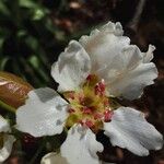 Pyrus pyrifolia Flower