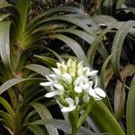 Megastylis montana Blüte