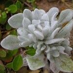 Pseudognaphalium sandwicensium 花