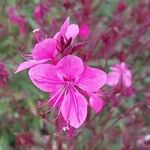 Gaura lindheimeri ᱵᱟᱦᱟ