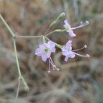 Commicarpus chinensis Flower