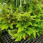 Selaginella vogelii Yeri