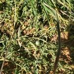 Solanum triflorum Leaf