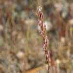 Festuca microstachys ᱡᱚ