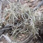 Tillandsia recurvata Leaf
