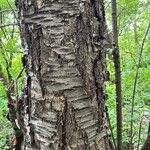 Betula alleghaniensis Kôra