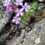 Verbena canadensis Žiedas