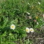 Bellis sylvestris Celota