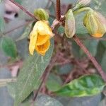 Senna occidentalis Květ