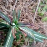 Euphorbia lathyrisList