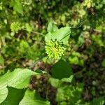 Smilax herbacea Inny