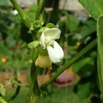 Phaseolus vulgaris Blüte