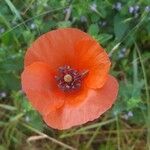 Papaver dubiumFlower