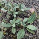 Tuberaria lignosa Blatt