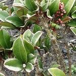 Skimmia japonica बार्क (छाल)