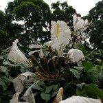 Camoensia scandens Flower