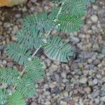 Porlieria hygrometra Hoja
