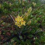 Pedicularis oederi Цвят