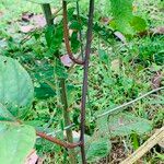 Passiflora platyloba Bark