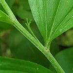 Polygonatum latifolium Blad